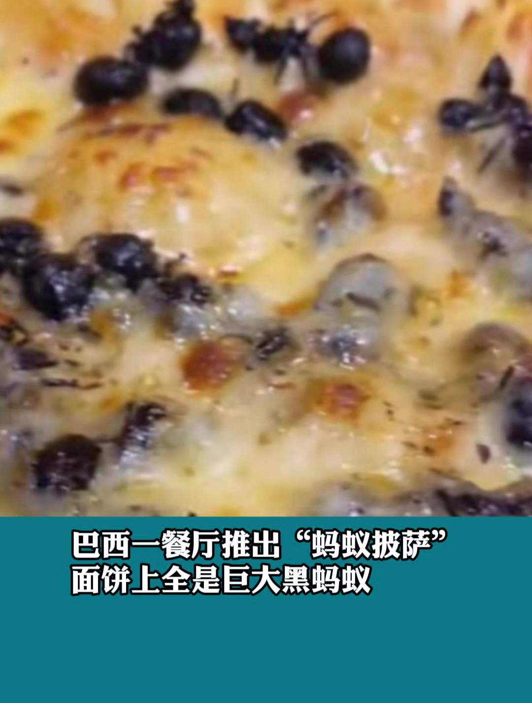 巴西一餐厅推出“蚂蚁披萨”面饼上全是巨大黑蚂蚁