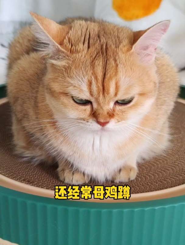 我真的不能原谅自己!我家猫最近频繁的呕吐母鸡蹲!都是我大意了