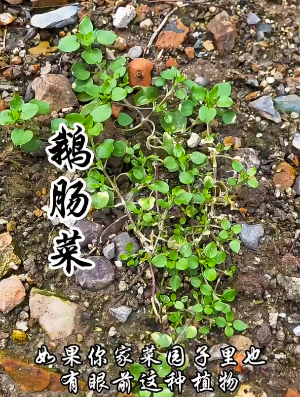 听说过鹅肠菜吗?古人常吃的野菜,如今却少有人知道它的美味!