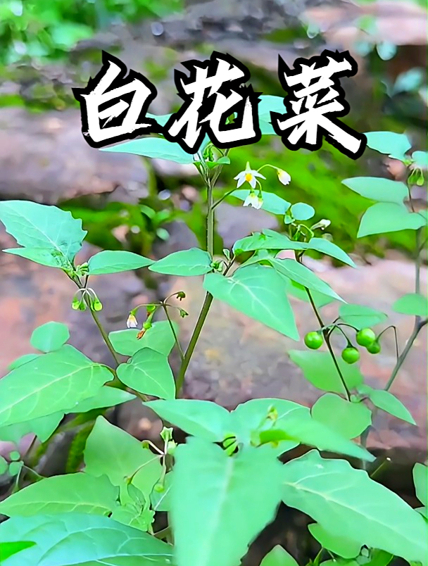 白花菜一种上天赐给的宝贝,用它和鸡蛋一起煮,可以改善消化不良