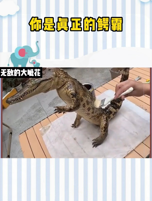你是真正的鳄霸!