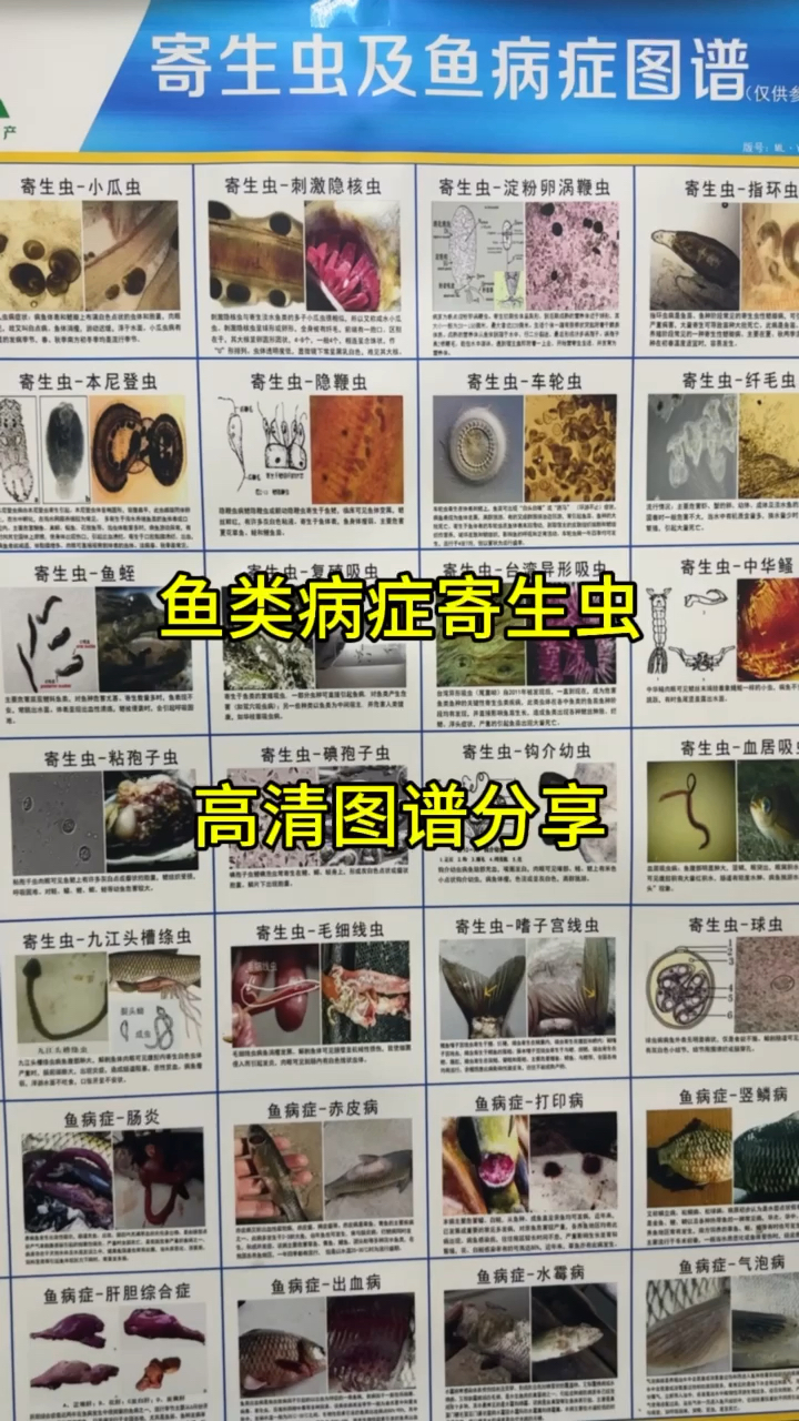 鱼类病症寄生虫感染,高清图谱免费分享给你
