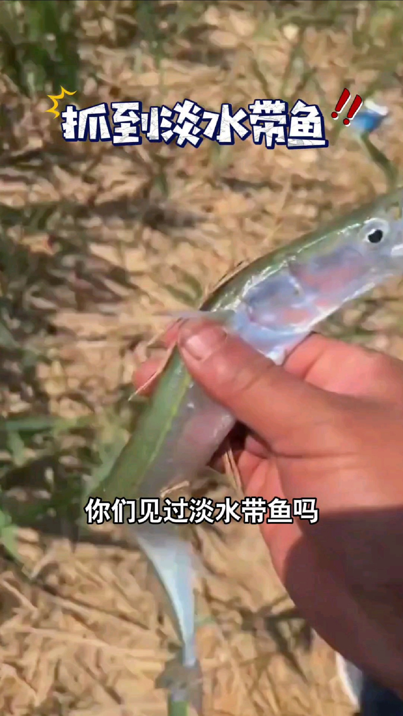 你们见过淡水带鱼吗?今天在野河居然抓到了大带鱼