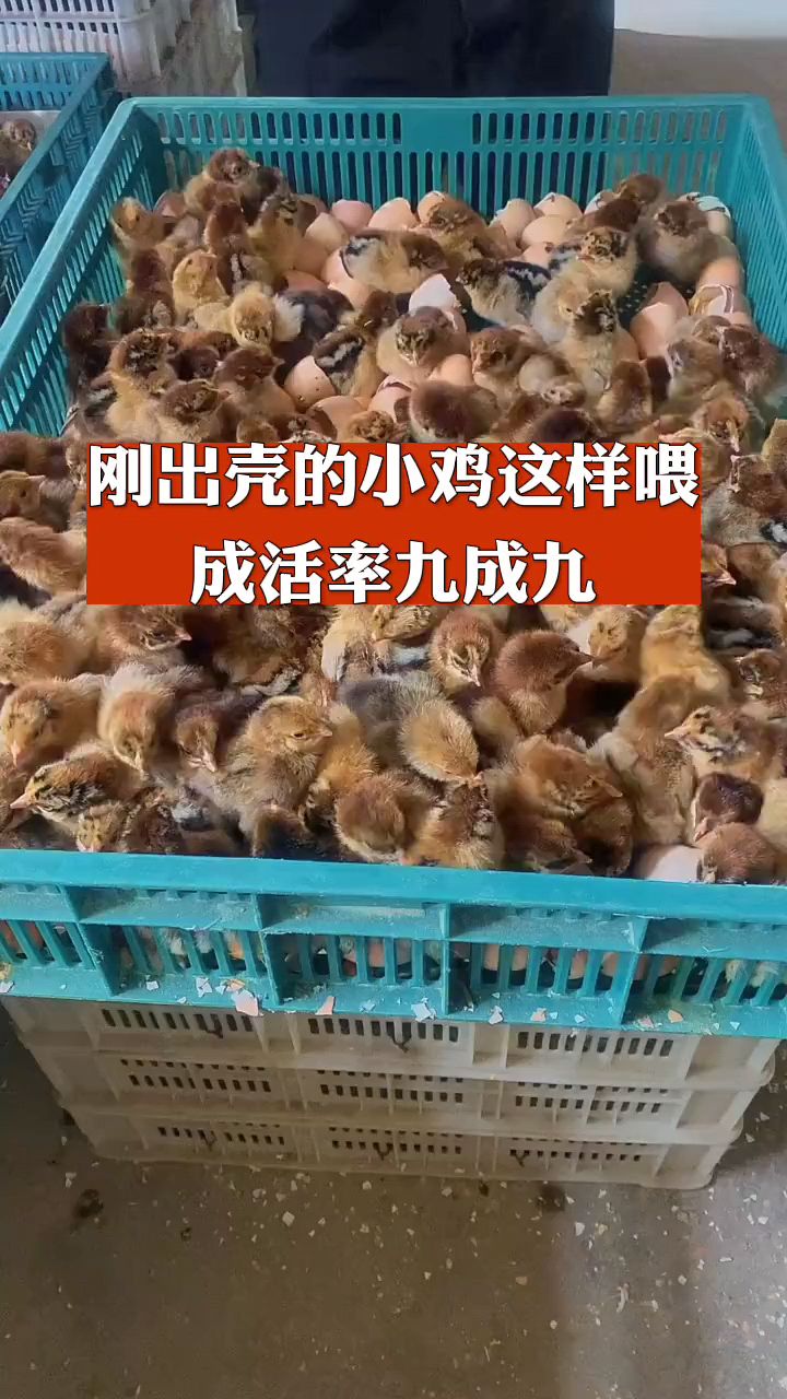 刚出壳小鸡怎么喂成活率高你知道吗