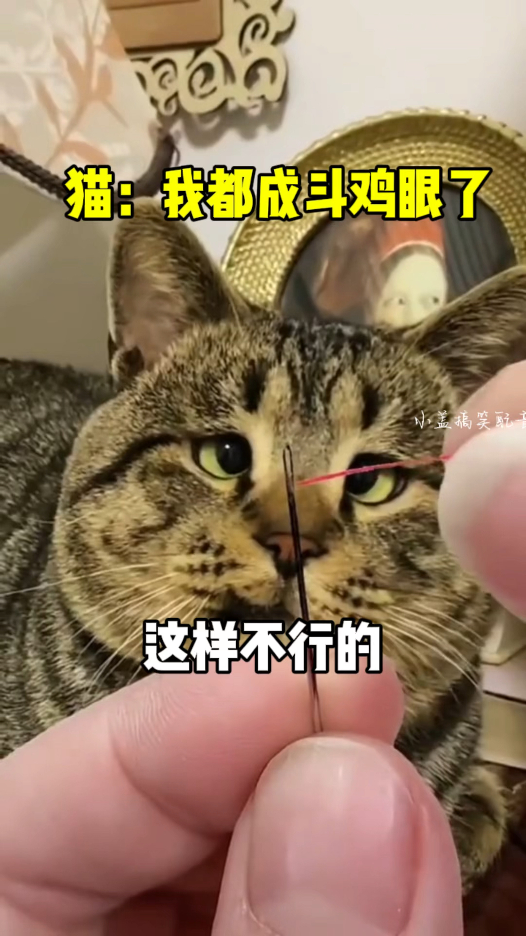 猫:我都要成斗鸡眼了