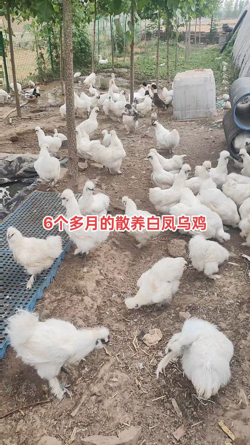 散养6个多月的白凤乌骨鸡有人要吗?剩60多只了