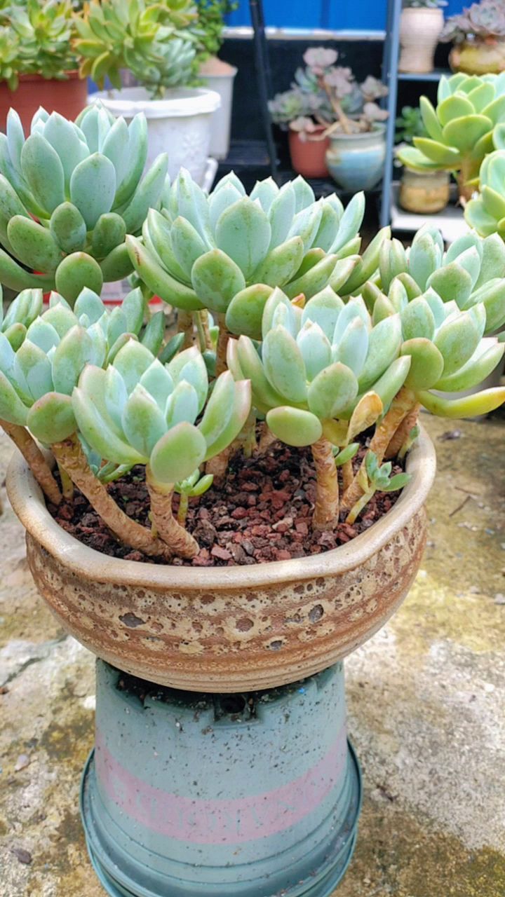 多肉胖美人除了胖别无是处