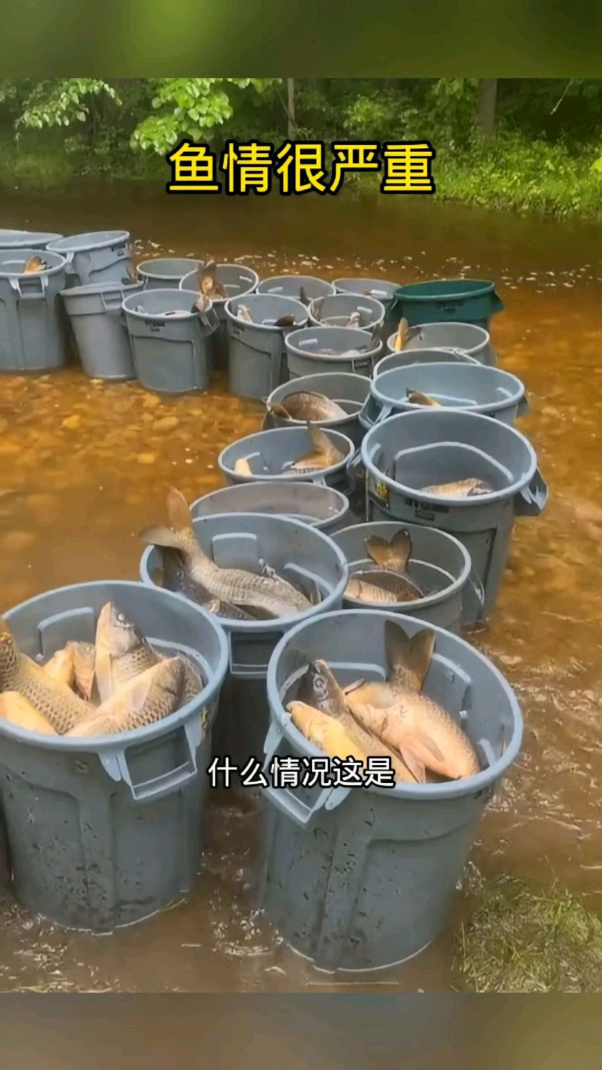 泛滥的大鲤鱼,根本吃不完