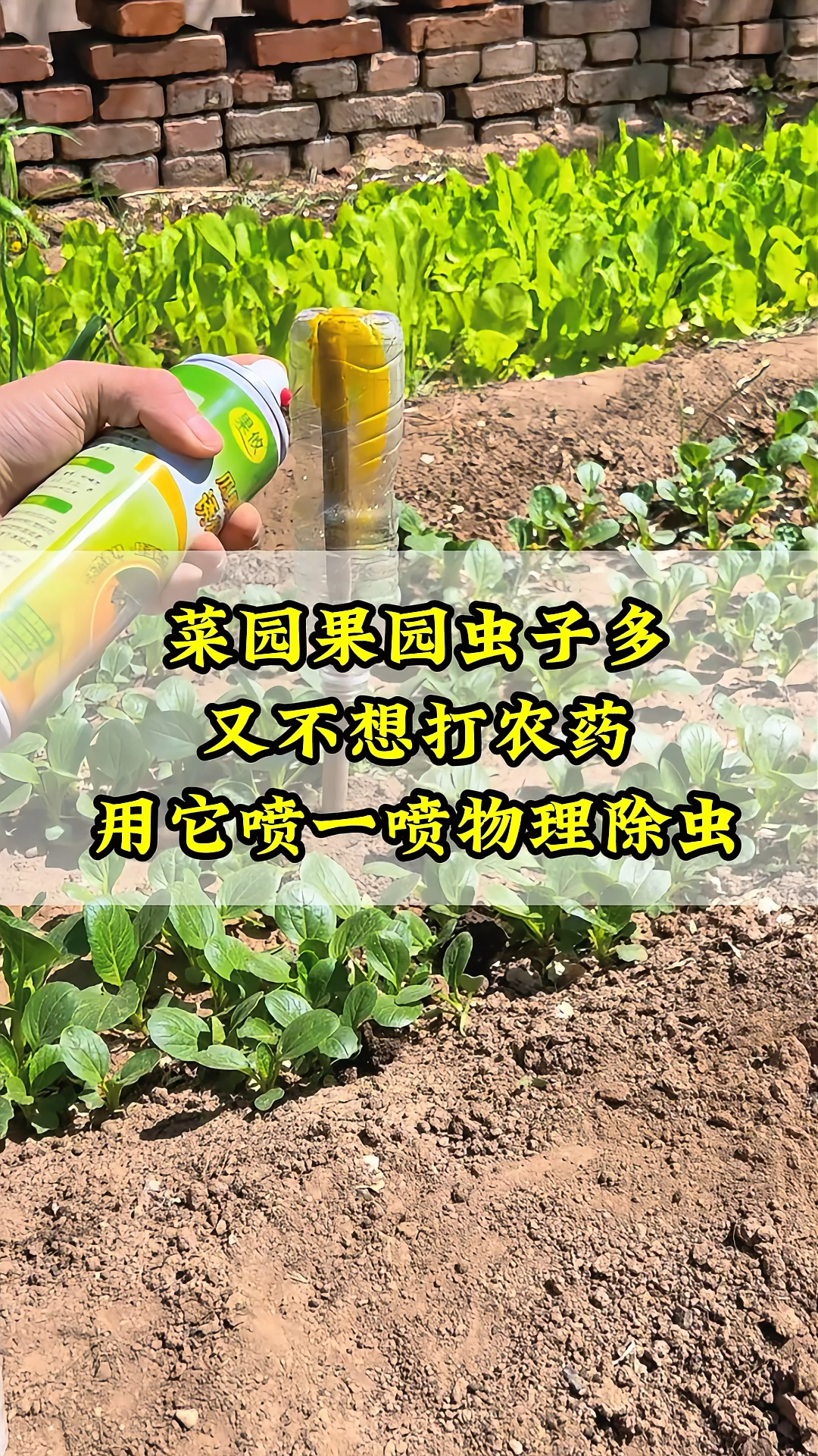 菜园果园虫子多又不想打农药,用它喷一喷物理除虫