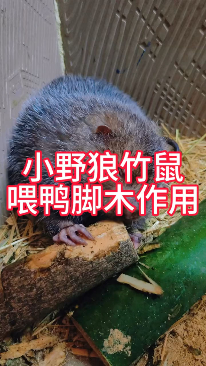 竹鼠喂鸭脚木的作用