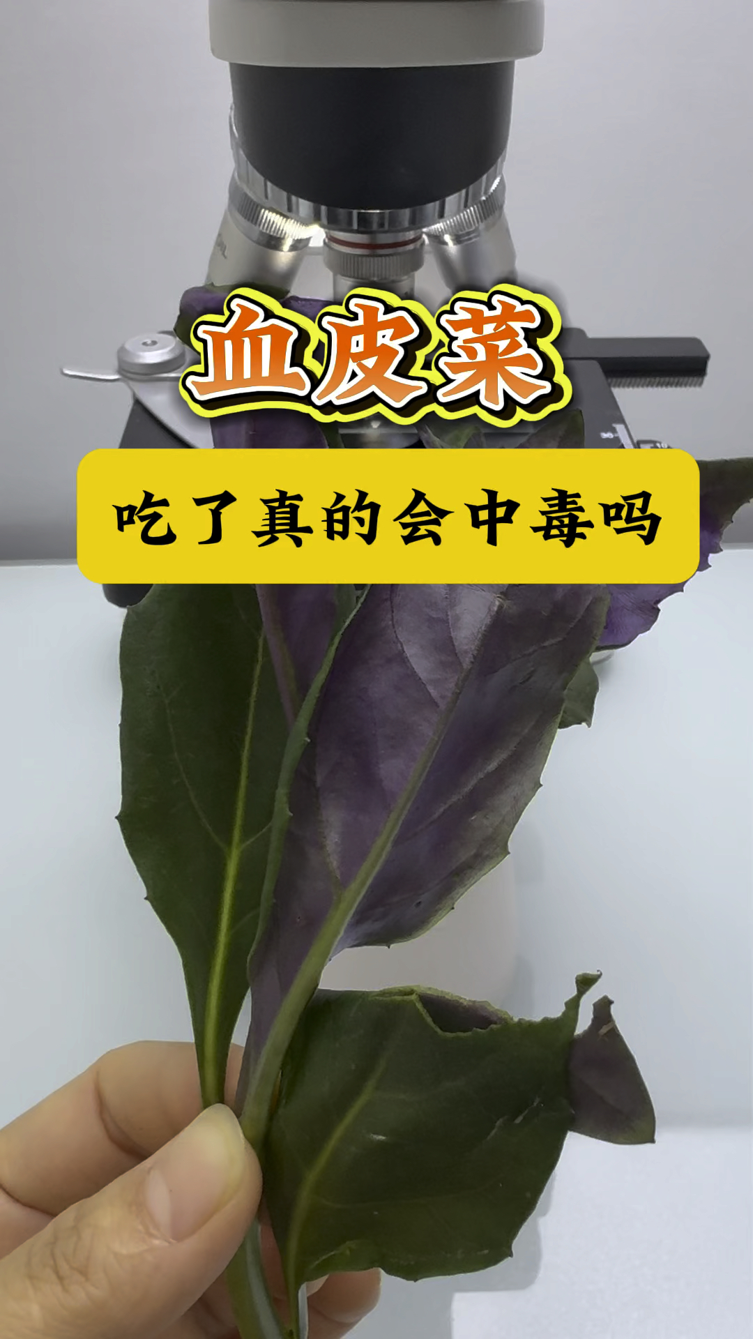 你爱吃血皮菜吗?血皮菜真的有毒吗?