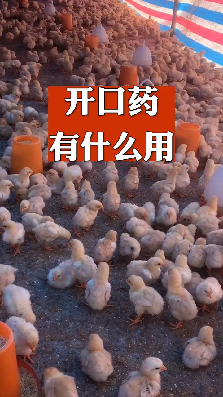小鸡开口药有什么作用?