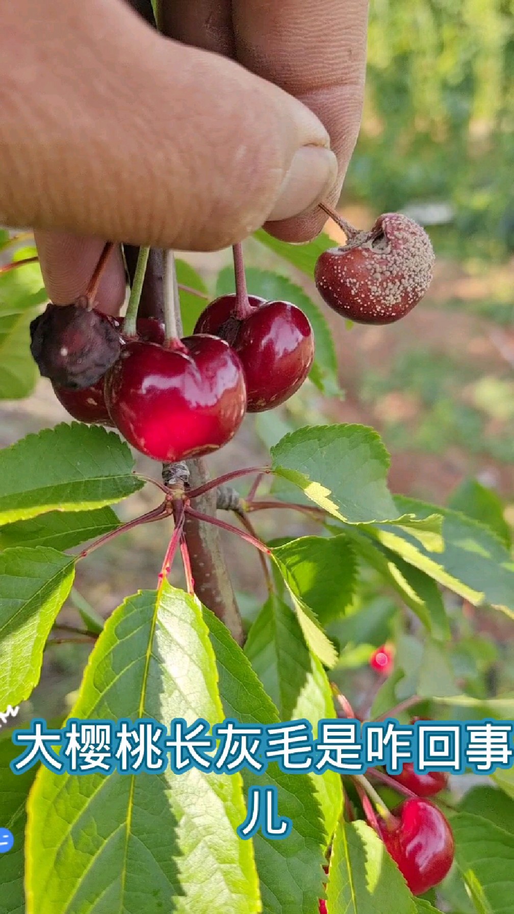 大樱桃长灰毛,灰霉病还是褐腐病?怎么治才有效?
