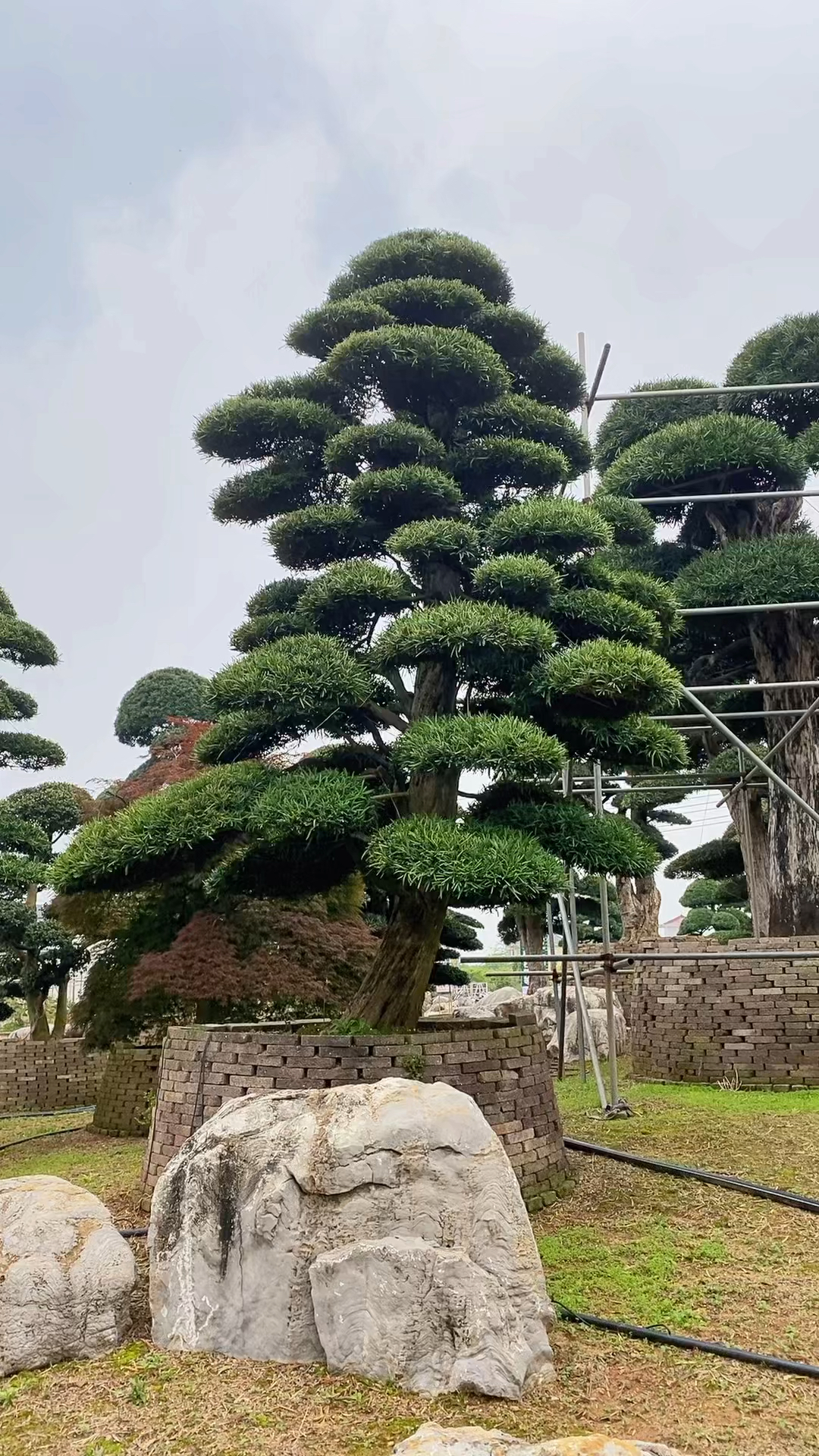 迎客松造型设计罗汉松