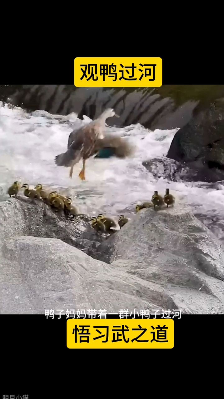 象形拳精髓,观兽悟武道