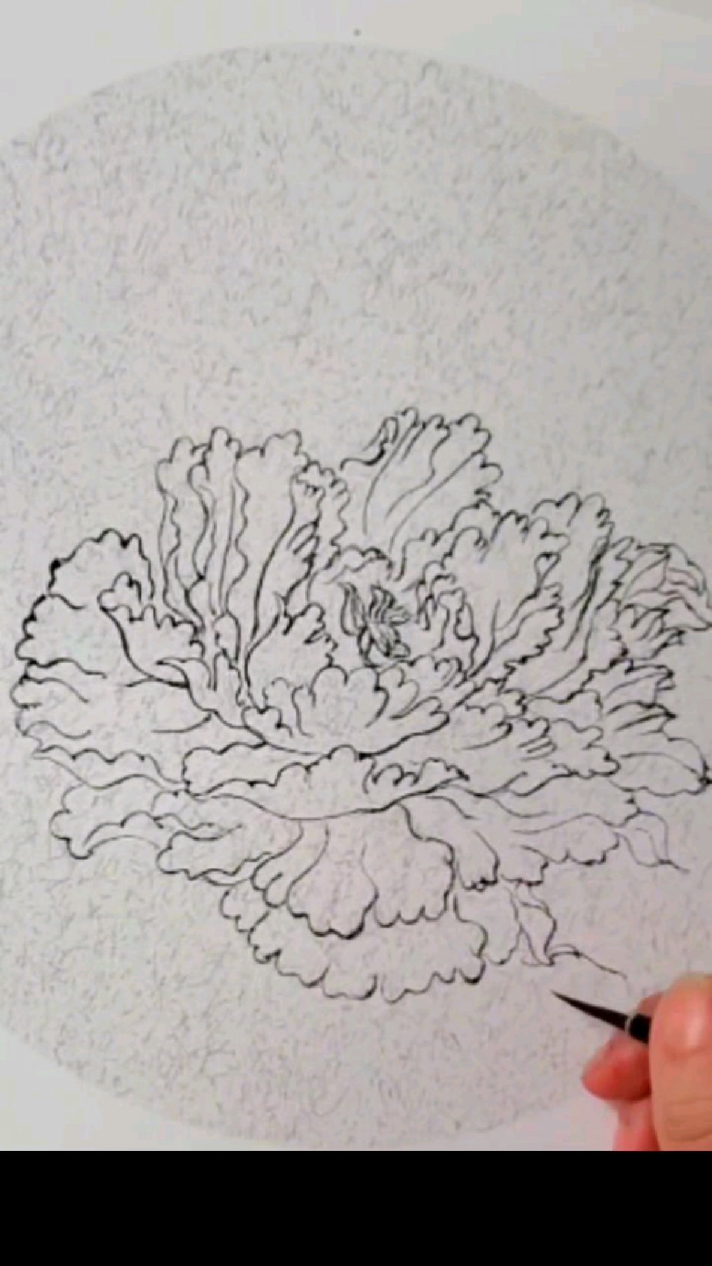 白描牡丹一片一片