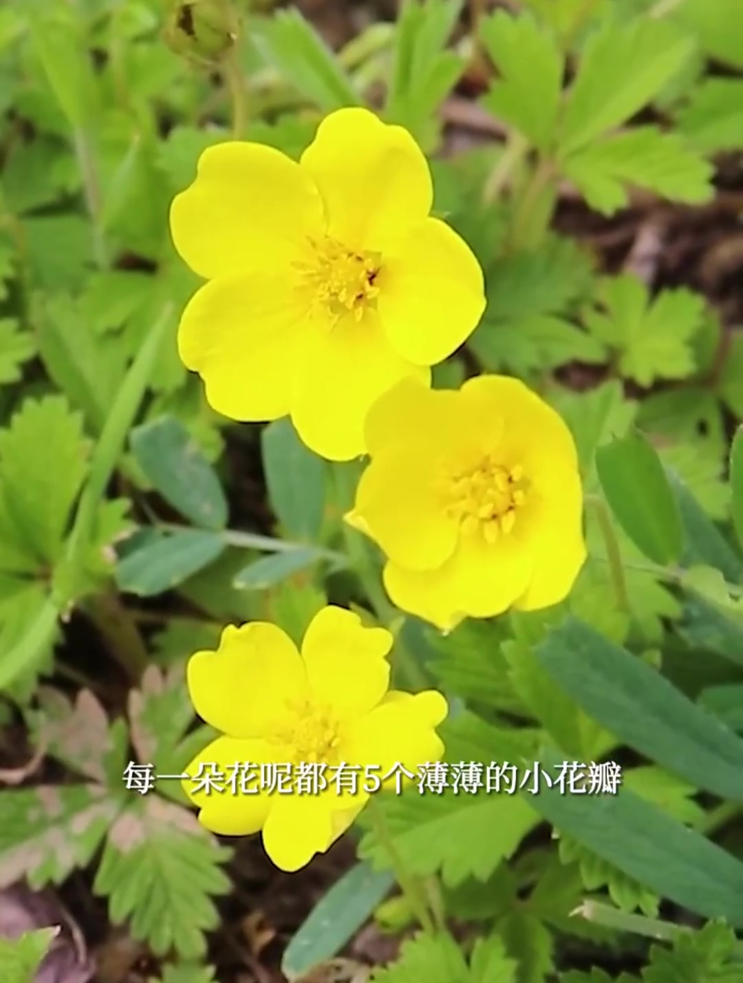 蛇含委陵菜,根上长零食的小黄花