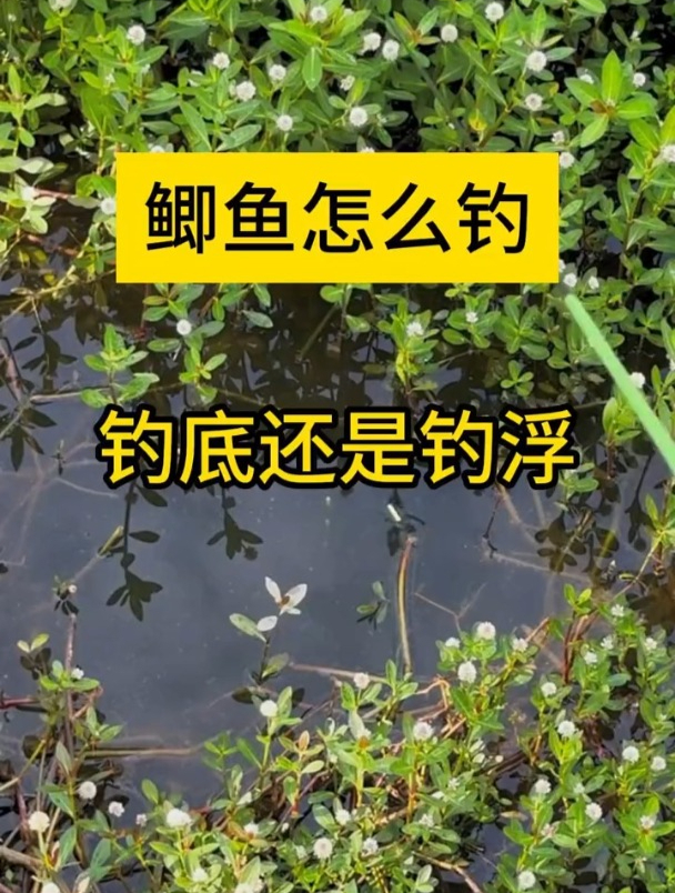 鲫鱼怎么钓?钓底还是钓浮?老钓友从这5个地方详细讲解!