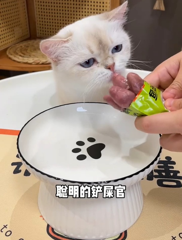 猫咪爱吃的鸡心,有蛋白质,维生素,牛磺酸对猫咪眼睛和心脏都好