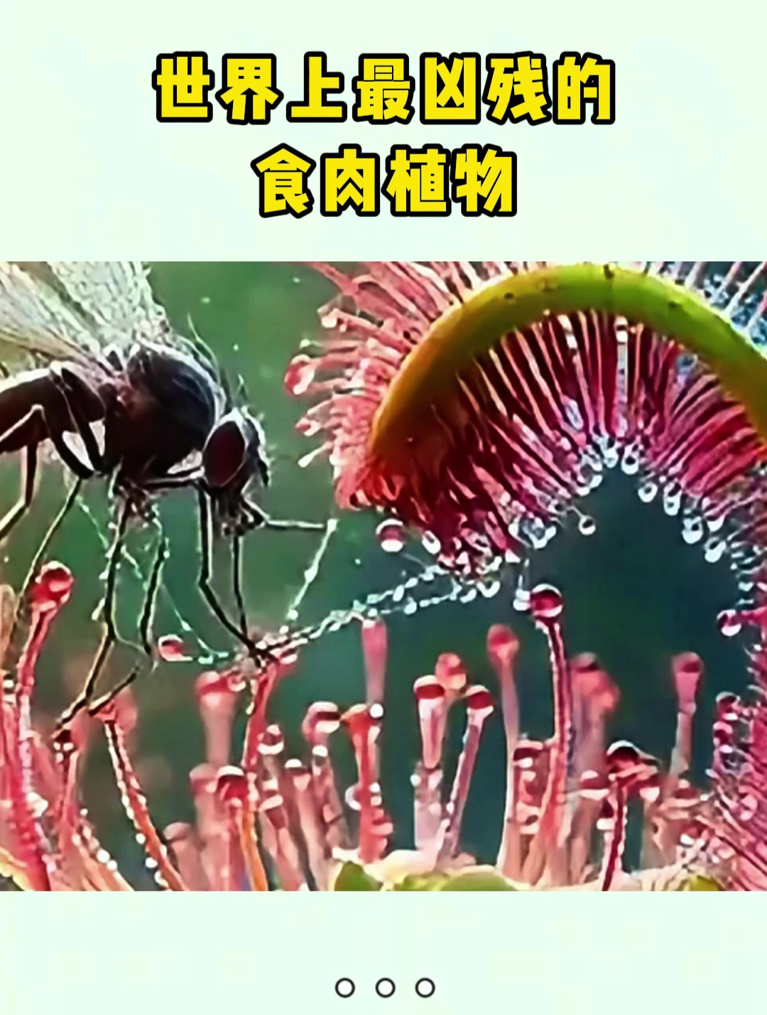 你见过吃肉的植物吗?