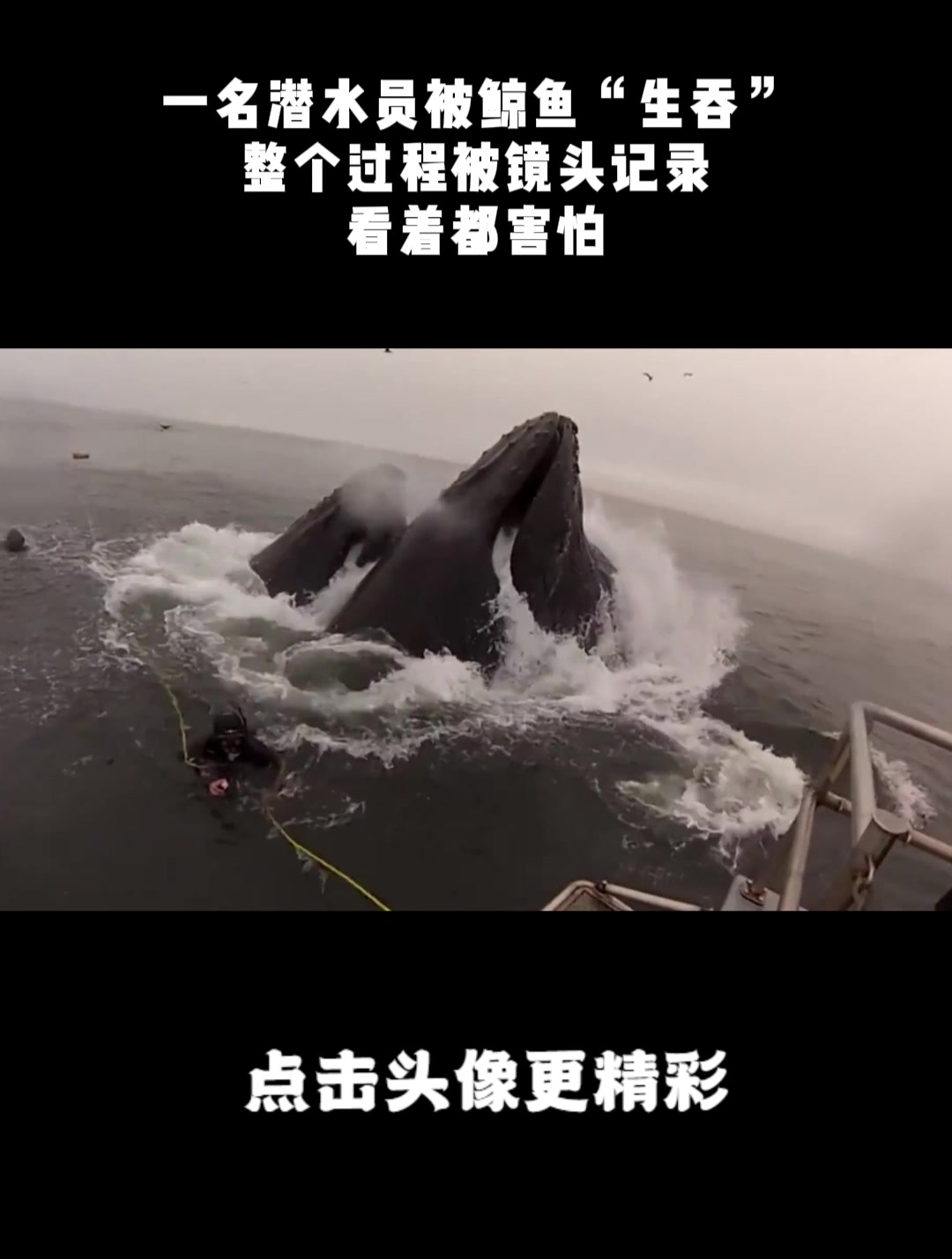 一名潜水员被鲸鱼“生吞”,整个过程被镜头记录,看着都害怕