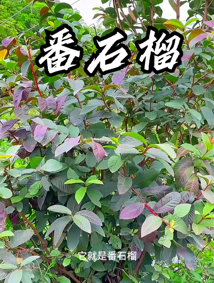 番石榴又名鸡屎果,把它炒米泡水,可以改善睡眠质量!