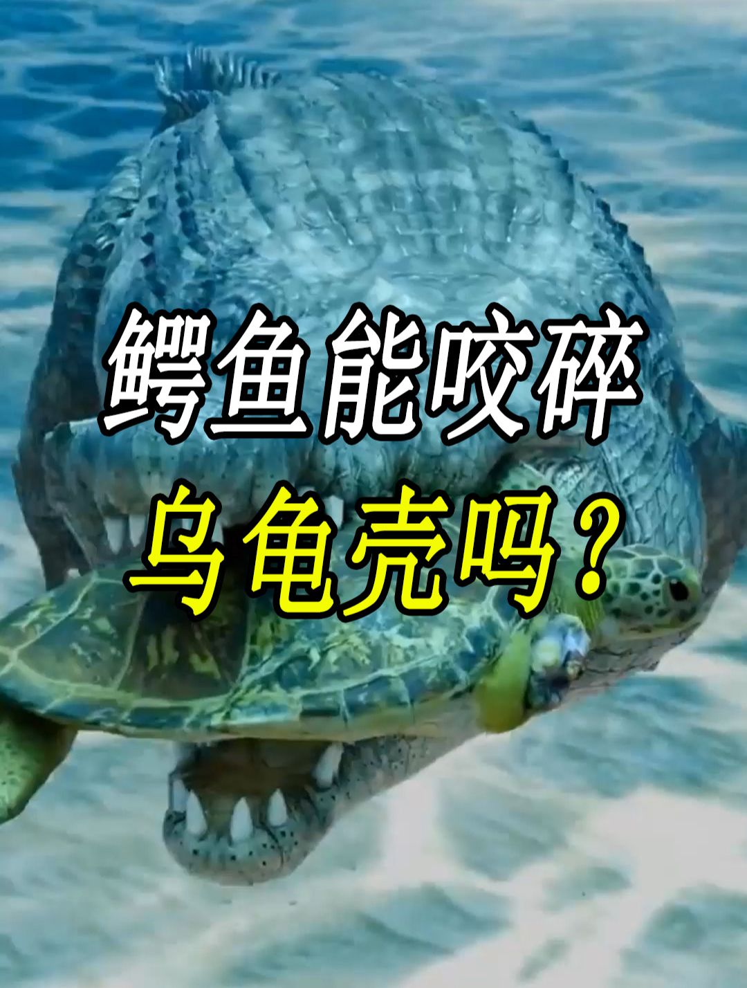 如果一只鳄鱼捕猎一只乌龟,鳄鱼能咬碎乌龟的乌龟壳吗?