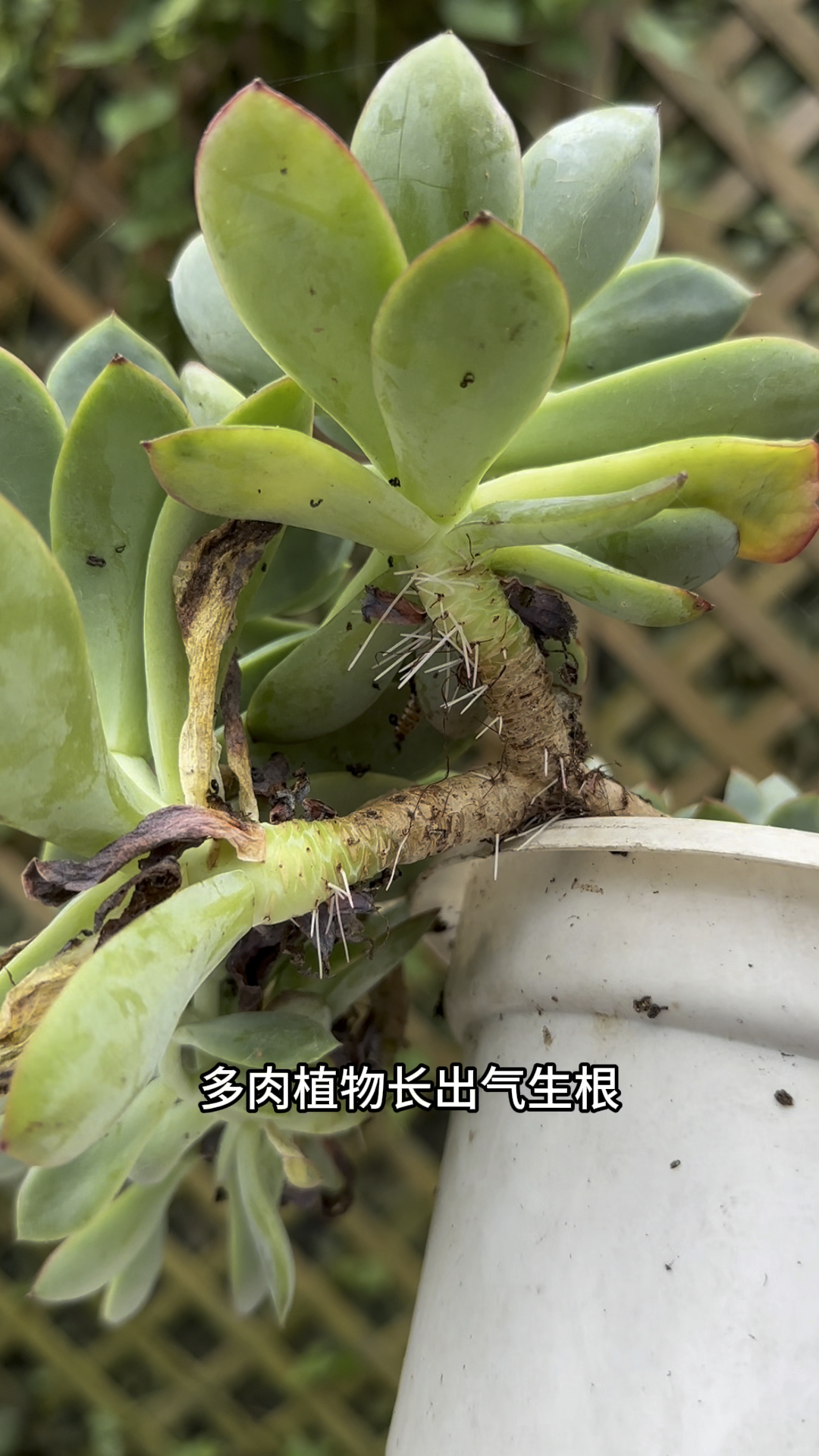 多肉植物长出气生根茎杆枯萎怎么办?