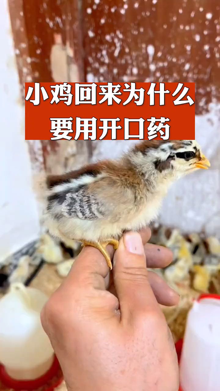 小鸡开口药怎么喂好,养殖要知道