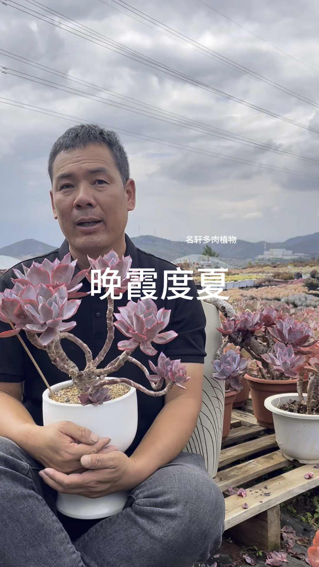 多肉植物晚霞度夏