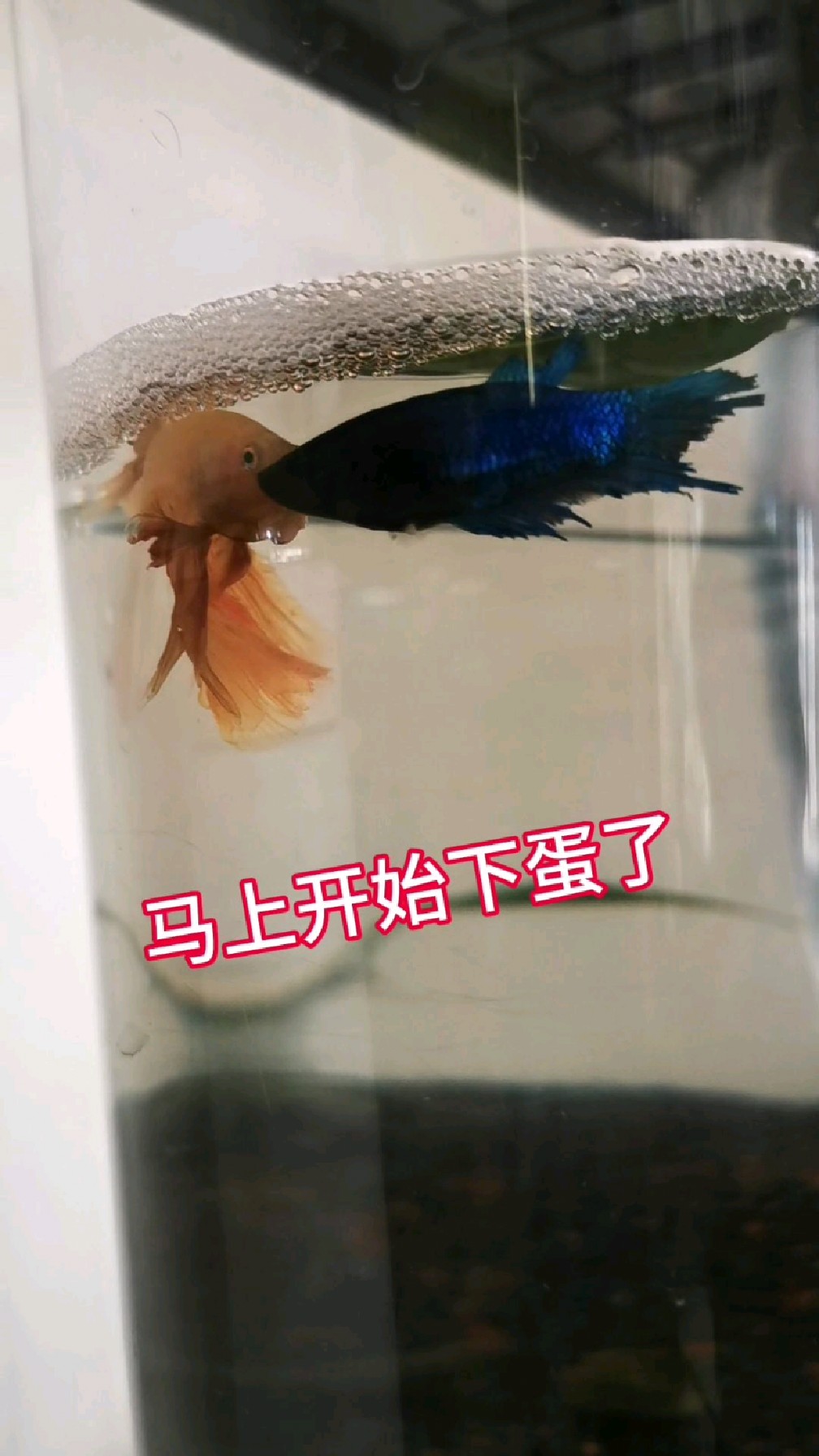 热带斗鱼下蛋全过程、勤劳的公鱼、母鱼下蛋、公鱼负责孵化