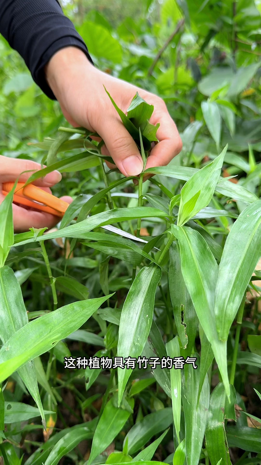 这种植物具有竹子的香气,它就是竹叶菜,村里的老辈人常常采摘它