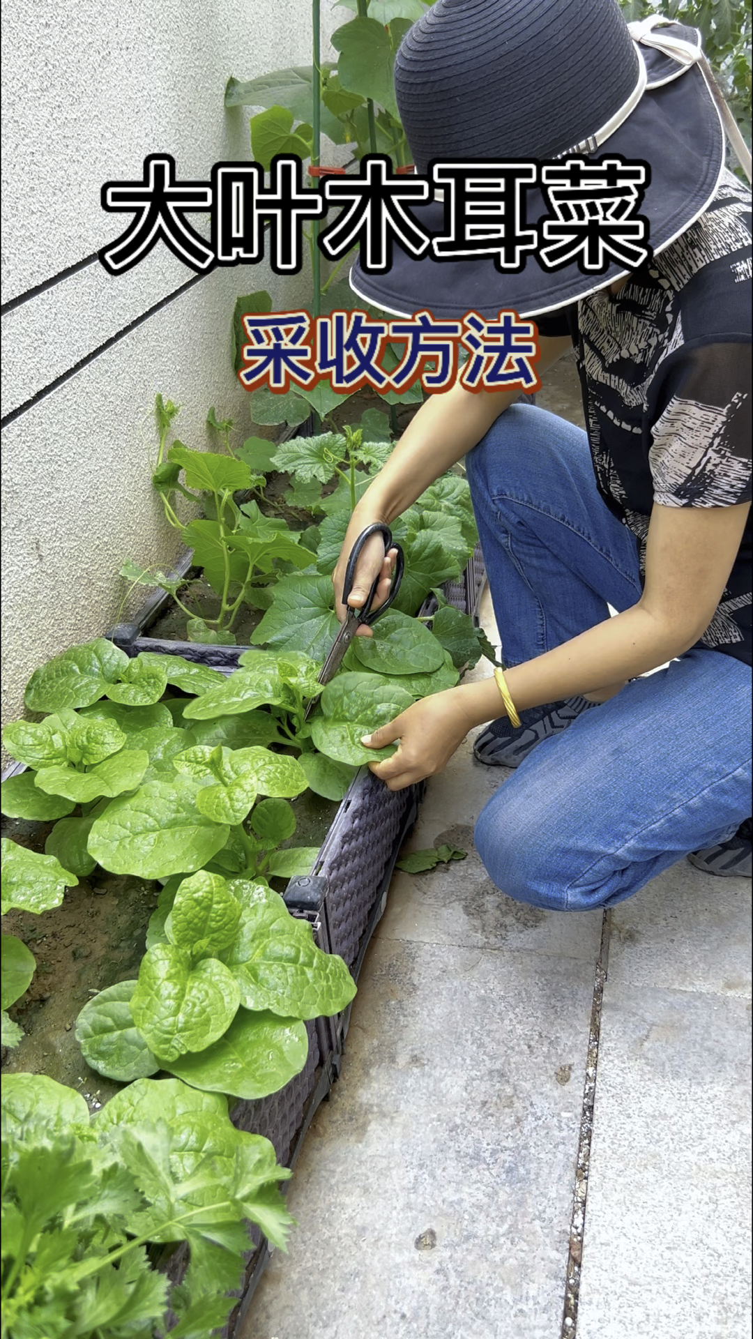 大叶木耳菜这样采收,种一次吃一年