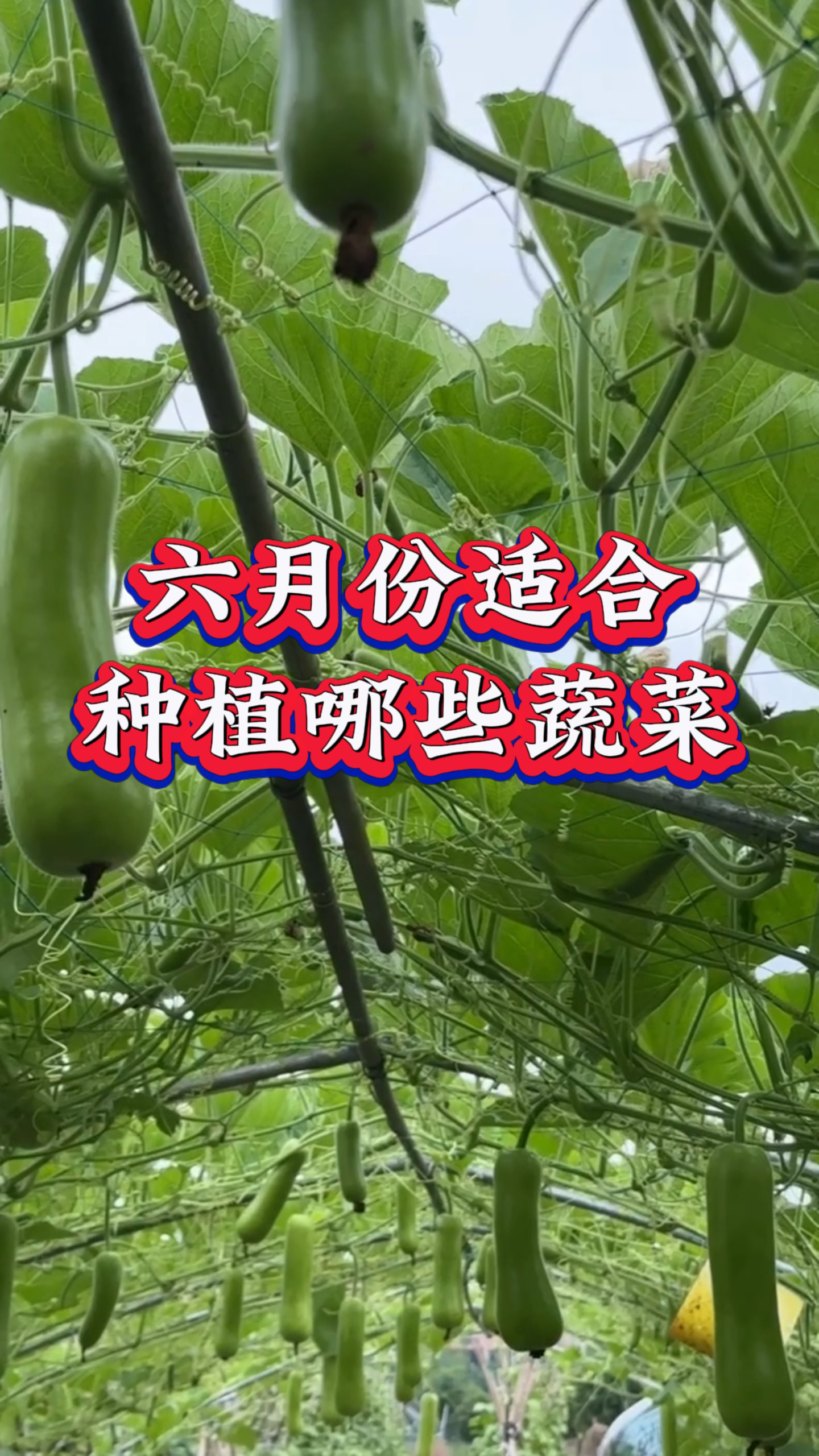 适合六月份种植的蔬菜有哪些呢