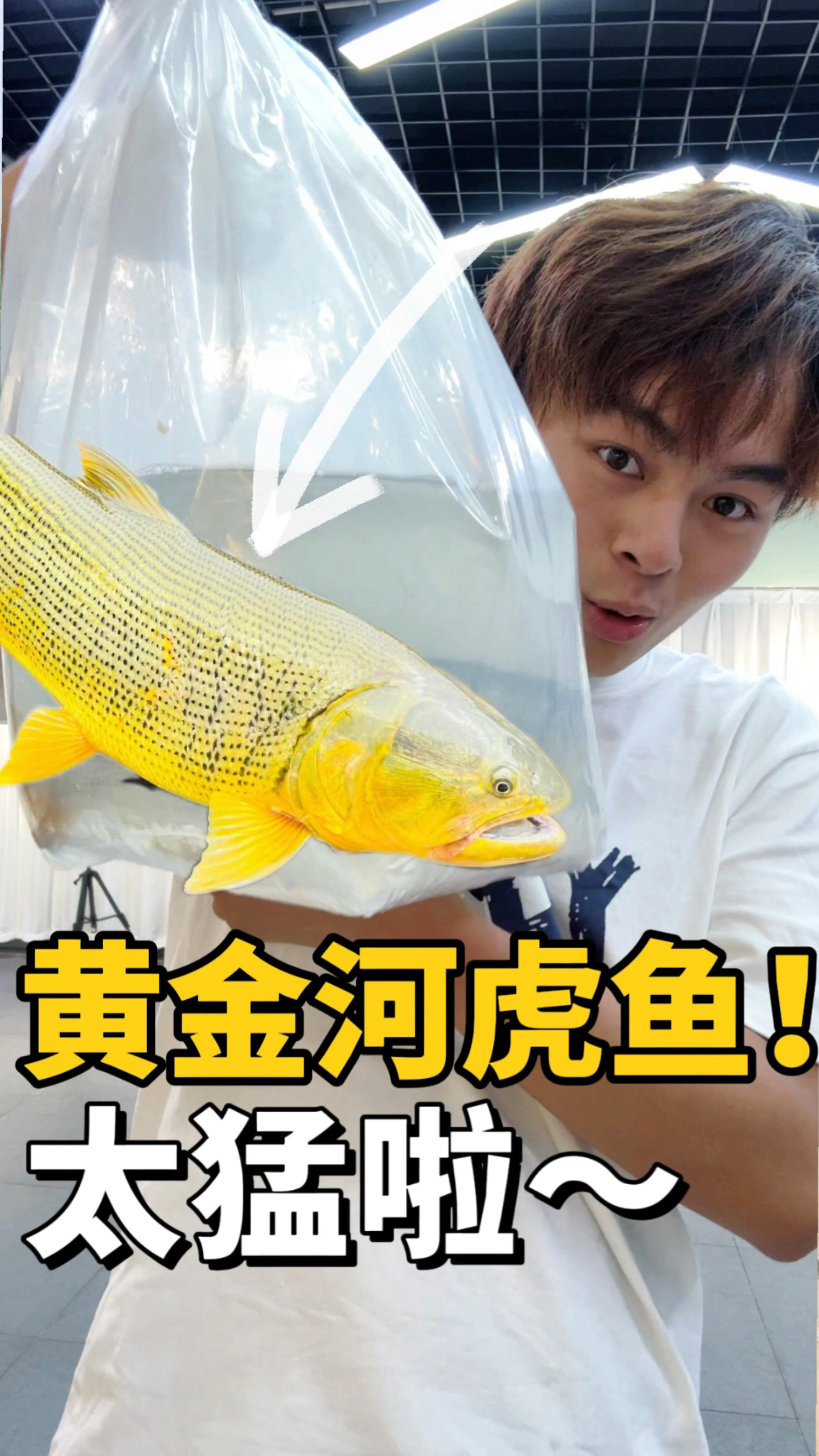 第一次养黄金河虎鱼需要注意什么!