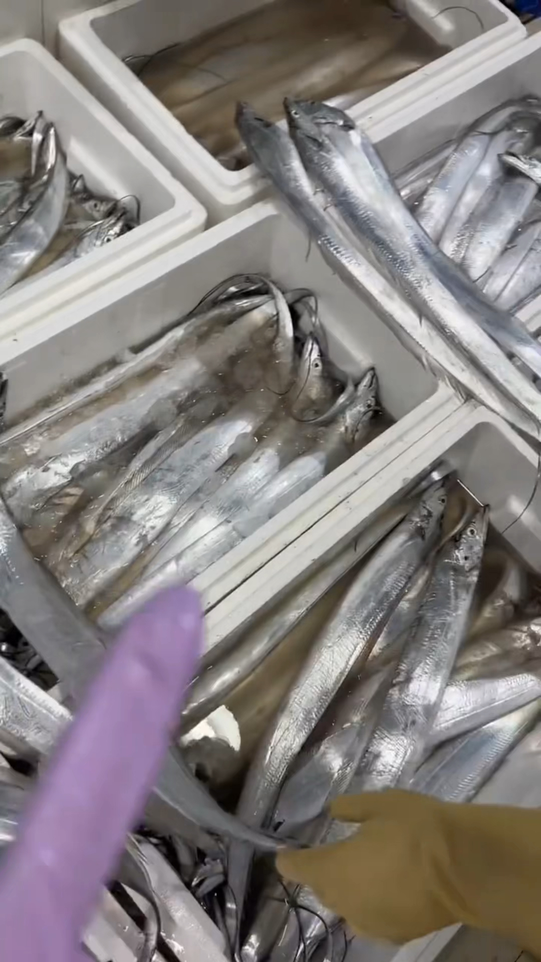 又大又嫩,被问了n次的野生带鱼来了～