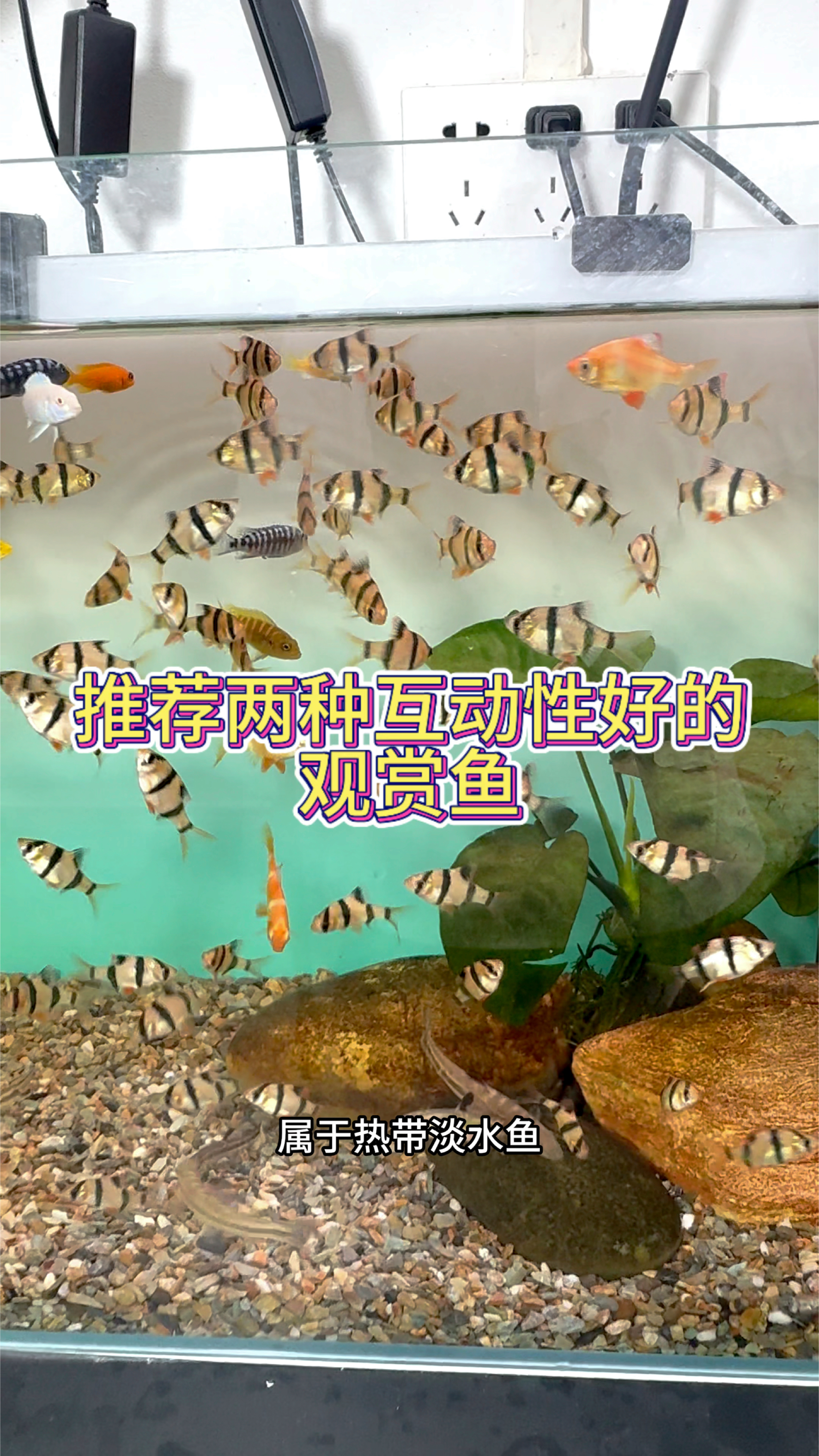 推荐两种互动性好,好养的观赏鱼 #观赏鱼 #养鱼日记 #水族