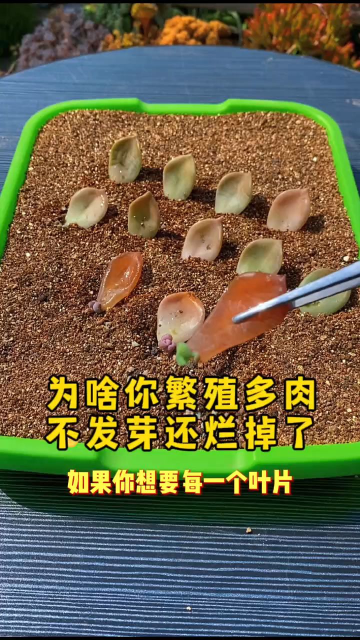 多肉叶片扦插“不发芽”,用这两个方法,出芽率高更容易出多头