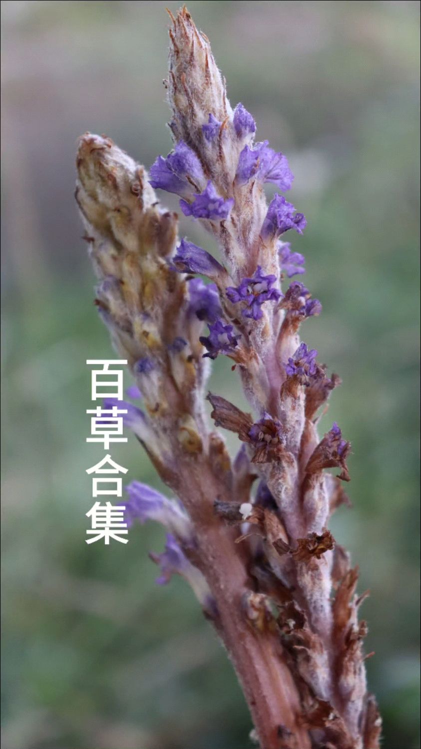 这些常见中草药,你认识吗?赶快收藏起来