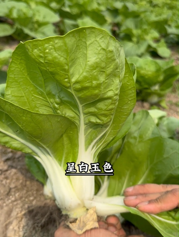 叶片比猪耳大,株型直立,矮脚白菜好种耐高温!