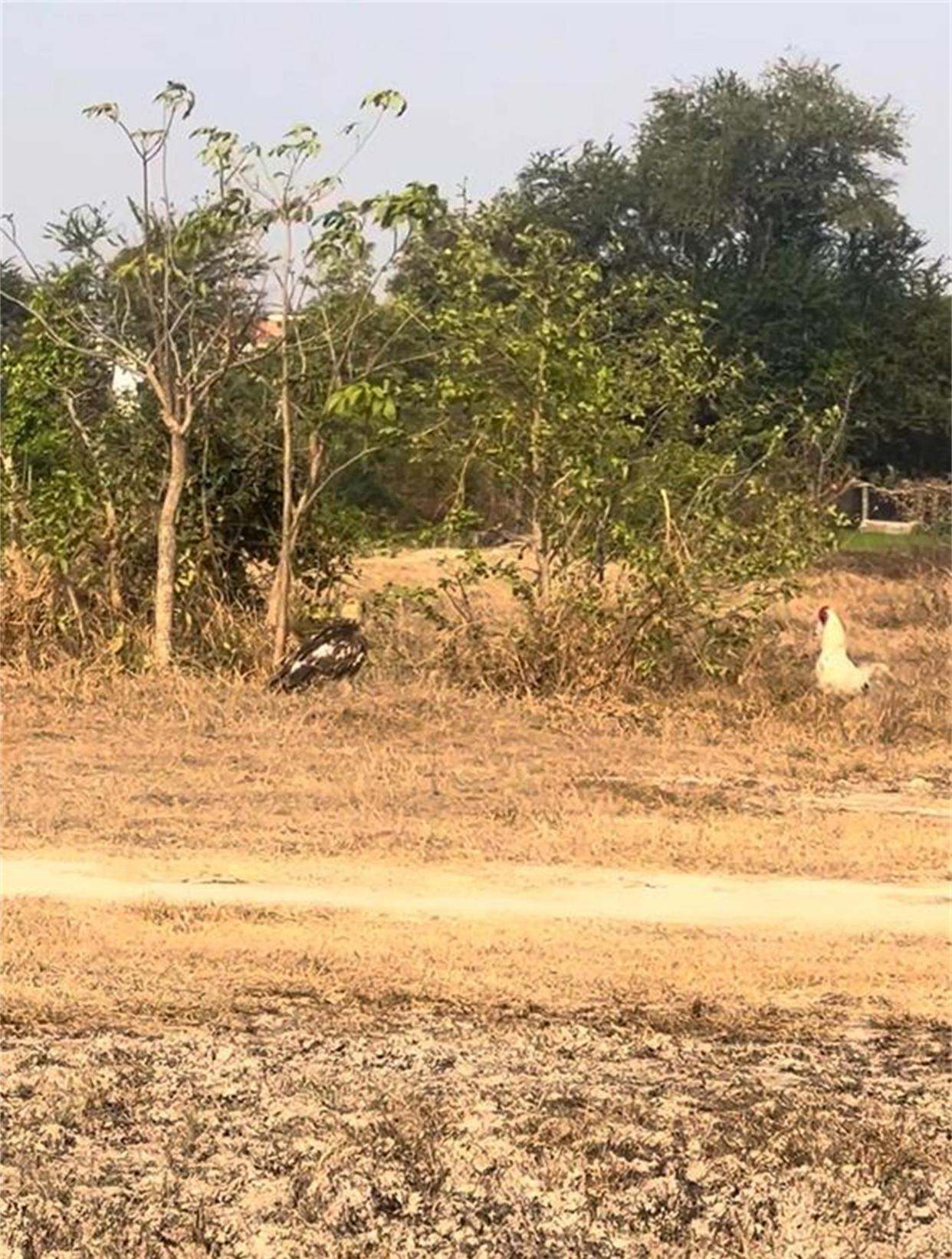 一只聪明的公鸡,为了获得一线生机,它利用树丛同楔尾雕持续周旋