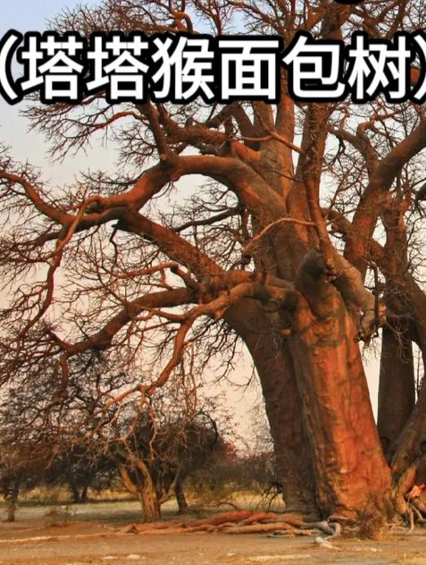 猴面包树能存水能住人,为何我国引进后大变样,看完涨知识了