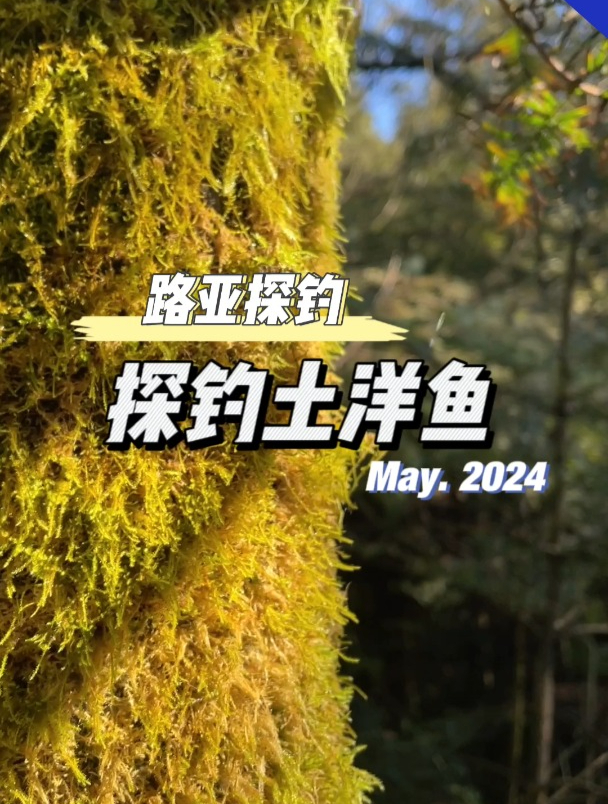 土洋鱼?有知道是什么鱼的吗?