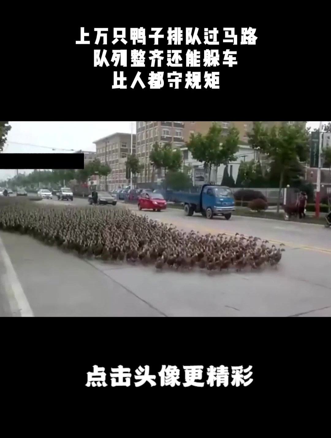 上万只鸭子排队过马路,队列整齐还能躲车,比人都守规矩!