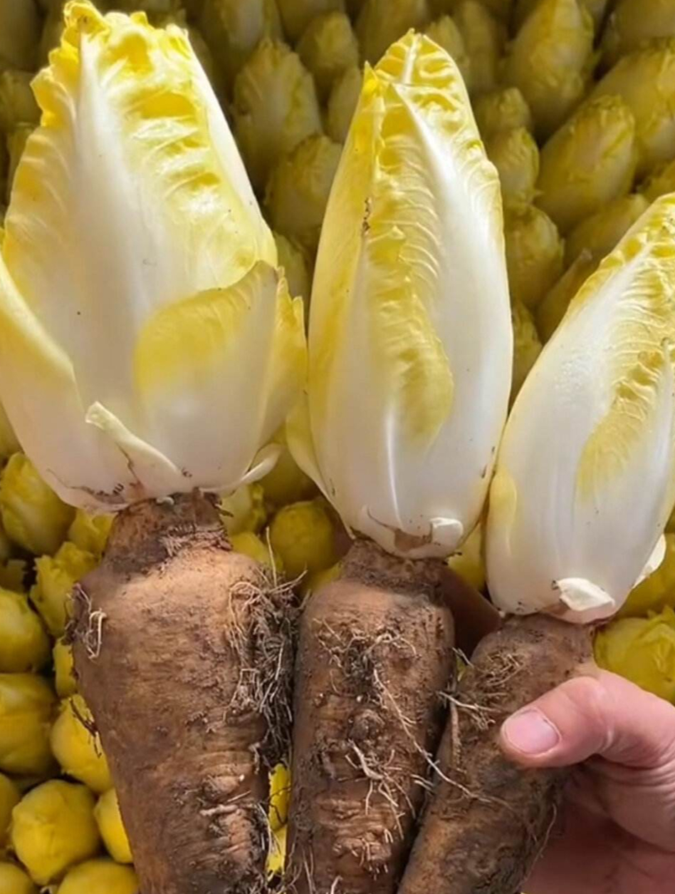 金玉兰菜是欧洲的“贵族”蔬菜,营养价值丰富,很多人吃不起