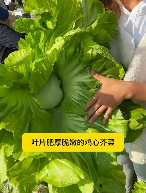 包心大叶芥菜,专门用来腌制做酸菜,种一点从春天吃到冬天!