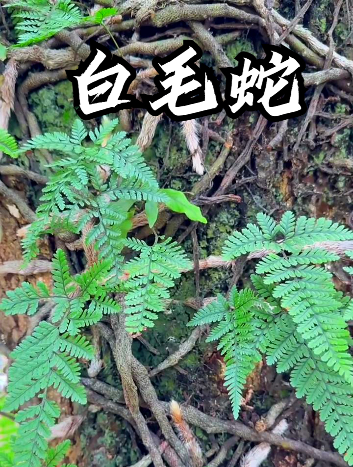 白毛蛇别称毛石蚕,用它和高白搭配,可以增强免疫力!