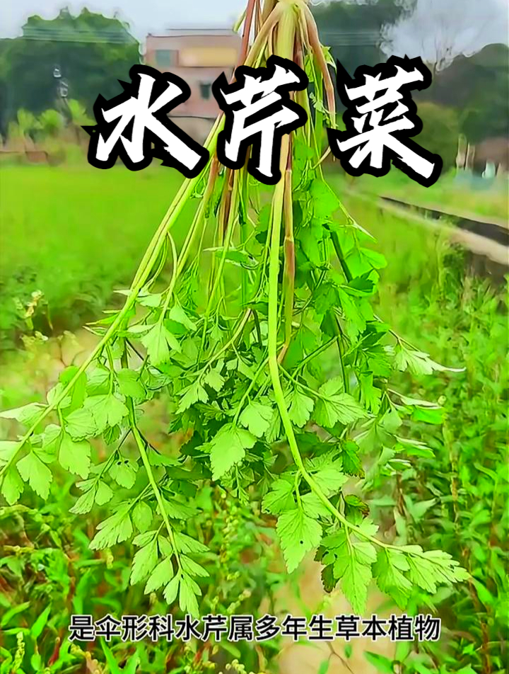 水芹菜别称野芹菜,用它来炒腊肉,可以做到解热利尿!