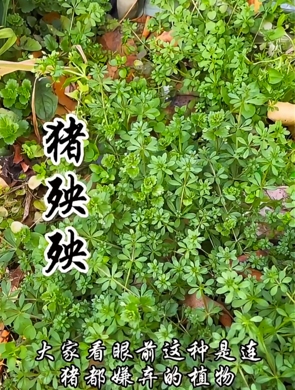 猪吃了猪殃殃就会病殃殃,我们能否食用它?来了解一下这个植物吧