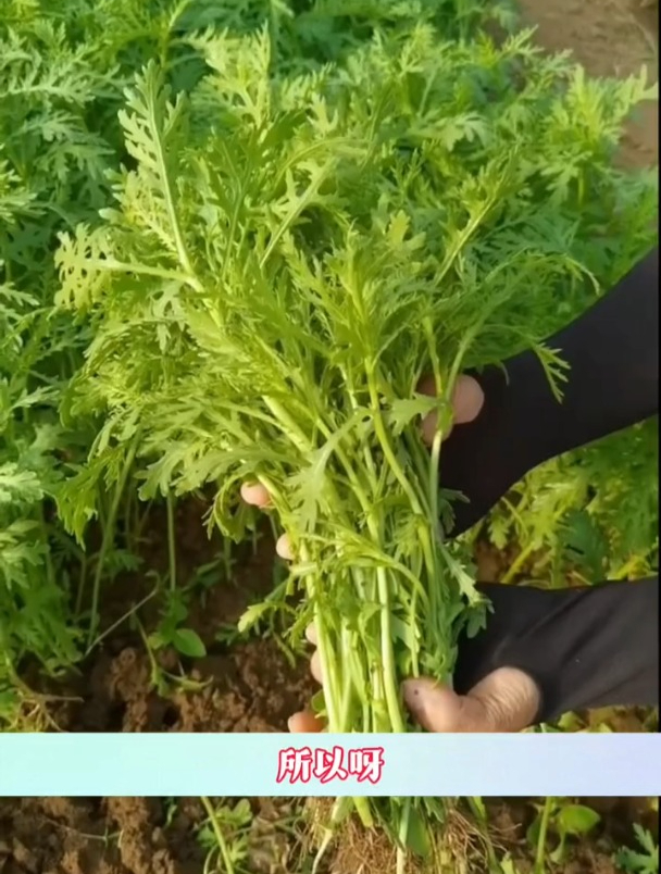 茼蒿味道古怪,但营养价值极高,在家种撒籽就长一片!